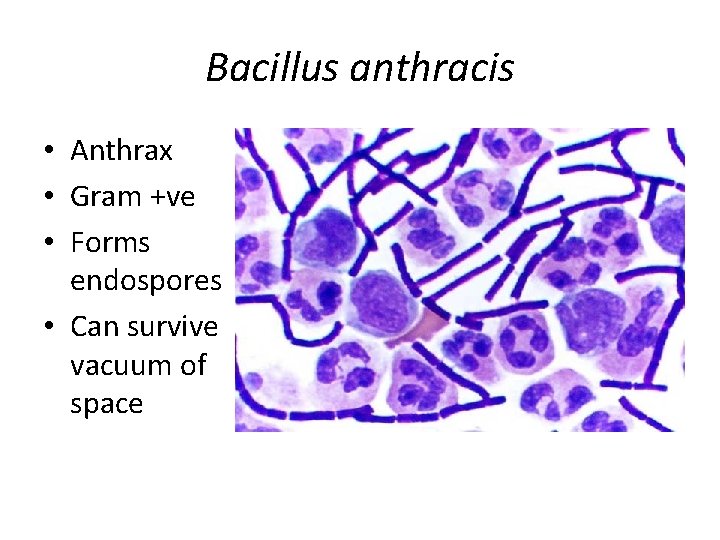 Bacillus anthracis • Anthrax • Gram +ve • Forms endospores • Can survive vacuum