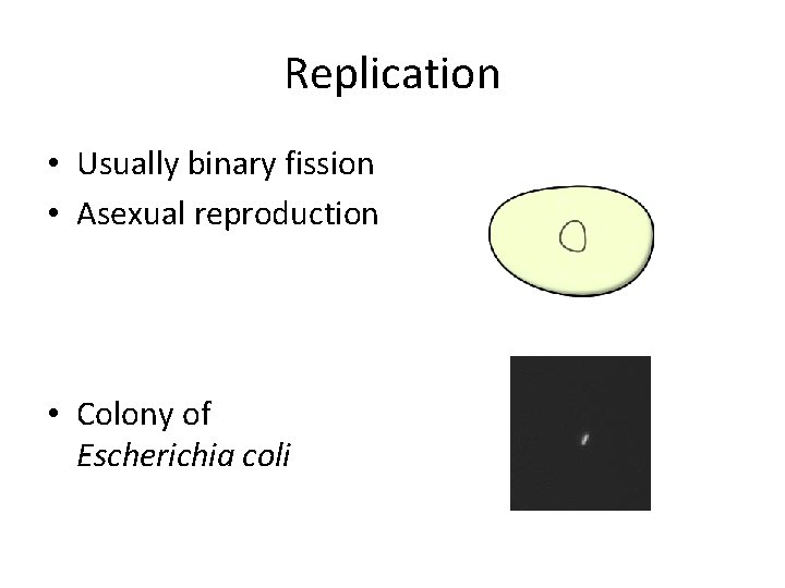 Replication • Usually binary fission • Asexual reproduction • Colony of Escherichia coli 
