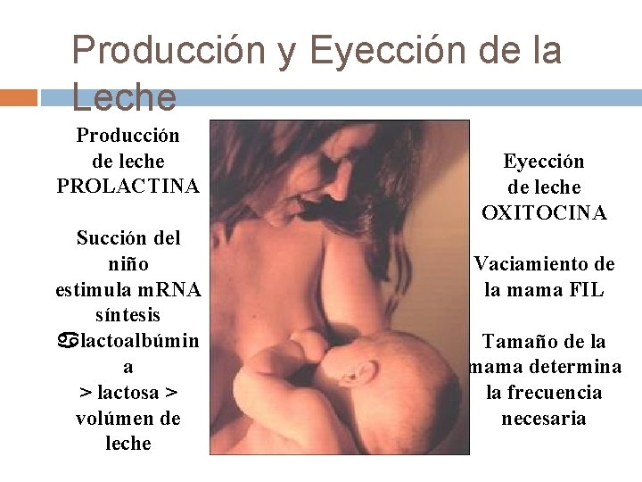 Producción y Eyección de la Leche Producción de leche PROLACTINA Succión del niño estimula