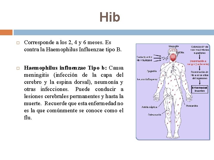 Hib Corresponde a los 2, 4 y 6 meses. Es contra la Haemophilus Influenzae