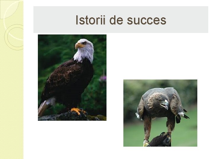 Istorii de succes 