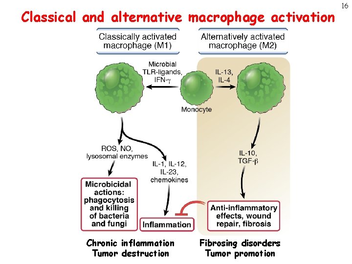 Classical and alternative macrophage activation Chronic inflammation Tumor destruction Fibrosing disorders Tumor promotion 16