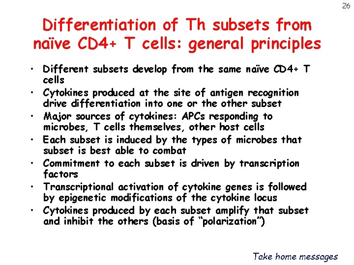 26 Differentiation of Th subsets from naïve CD 4+ T cells: general principles •