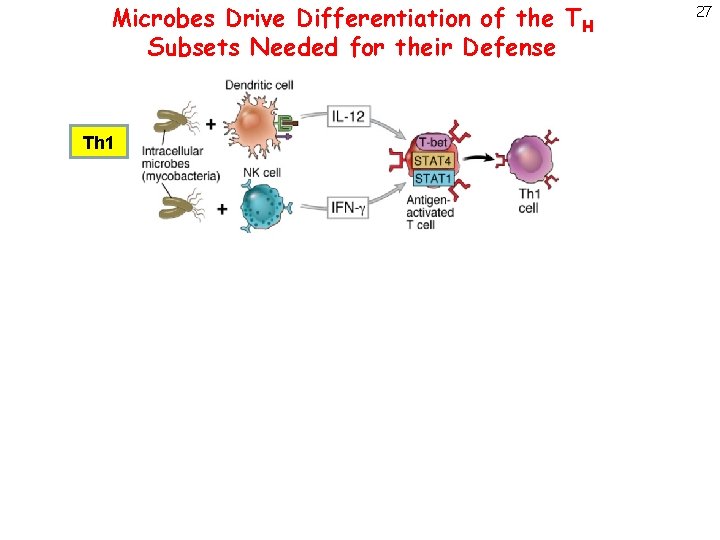 Microbes Drive Differentiation of the TH Subsets Needed for their Defense Th 1 Th