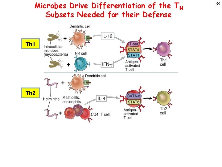 Microbes Drive Differentiation of the TH Subsets Needed for their Defense Th 1 Th
