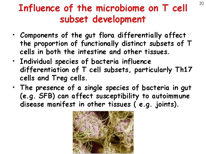 Influence of the microbiome on T cell subset development • Components of the gut