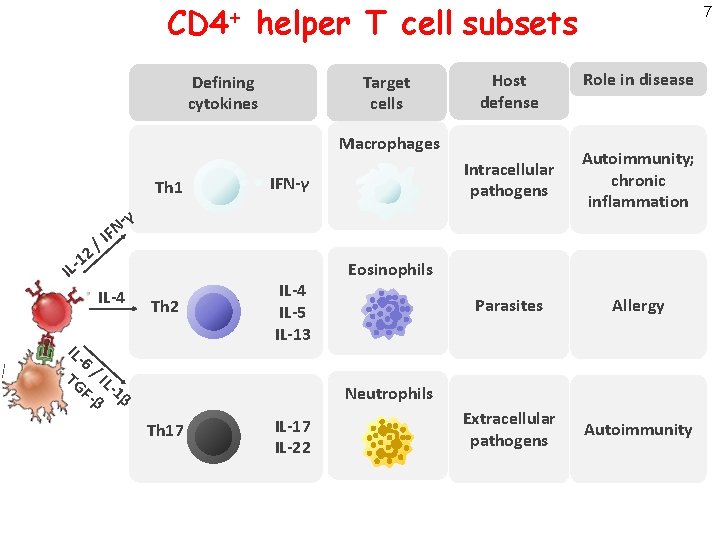 CD 4+ helper T cell subsets Target cells Defining cytokines Host defense Macrophages IFN-γ