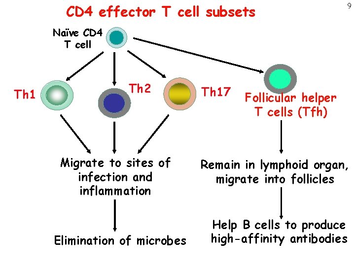CD 4 effector T cell subsets 9 Naïve CD 4 T cell Th 1