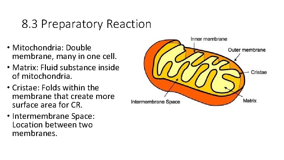 8. 3 Preparatory Reaction • Mitochondria: Double membrane, many in one cell. • Matrix:
