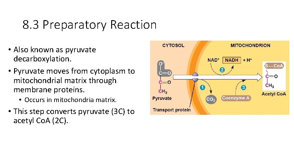 8. 3 Preparatory Reaction • Also known as pyruvate decarboxylation. • Pyruvate moves from