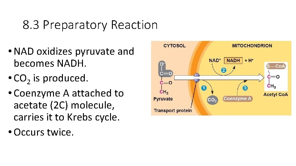 8. 3 Preparatory Reaction • NAD oxidizes pyruvate and becomes NADH. • CO 2