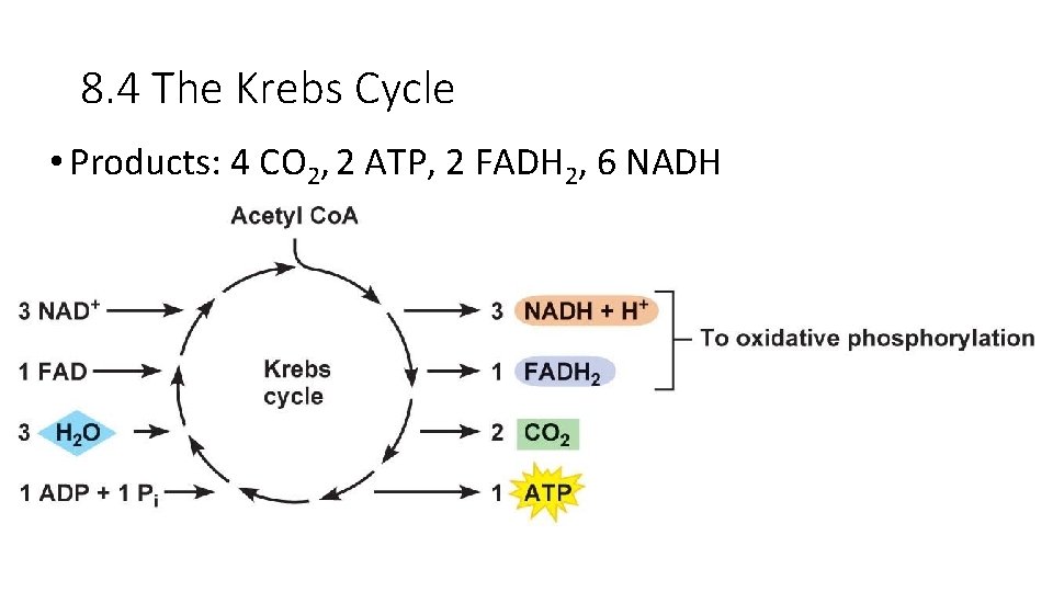 8. 4 The Krebs Cycle • Products: 4 CO 2, 2 ATP, 2 FADH
