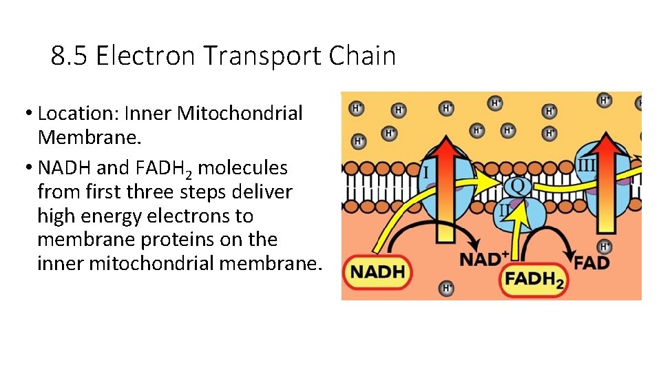 8. 5 Electron Transport Chain • Location: Inner Mitochondrial Membrane. • NADH and FADH
