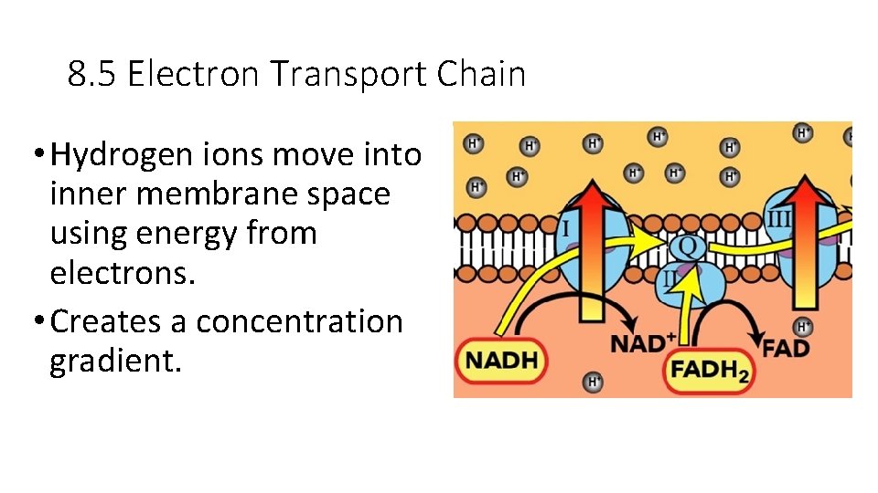 8. 5 Electron Transport Chain • Hydrogen ions move into inner membrane space using