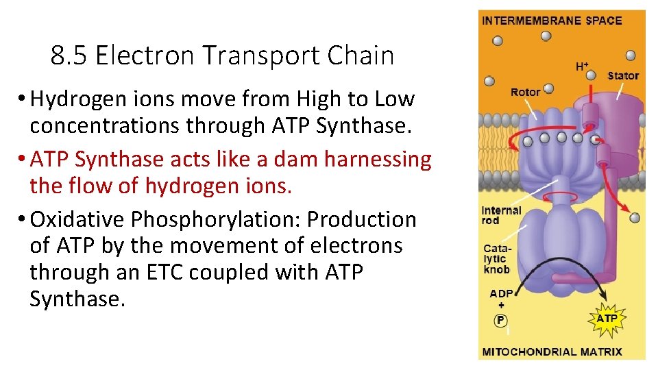 8. 5 Electron Transport Chain • Hydrogen ions move from High to Low concentrations