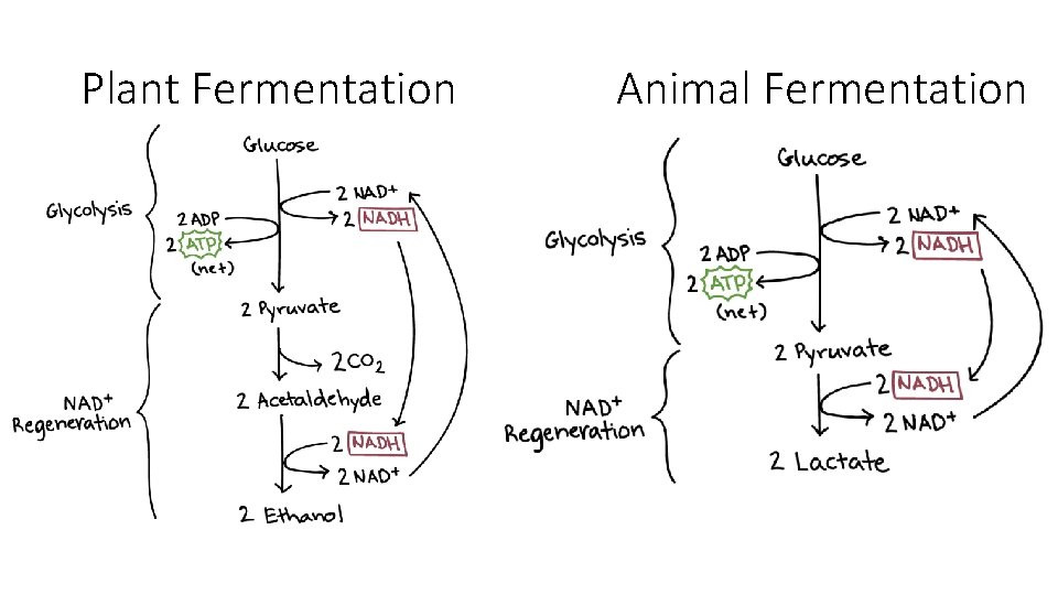 Plant Fermentation Animal Fermentation 