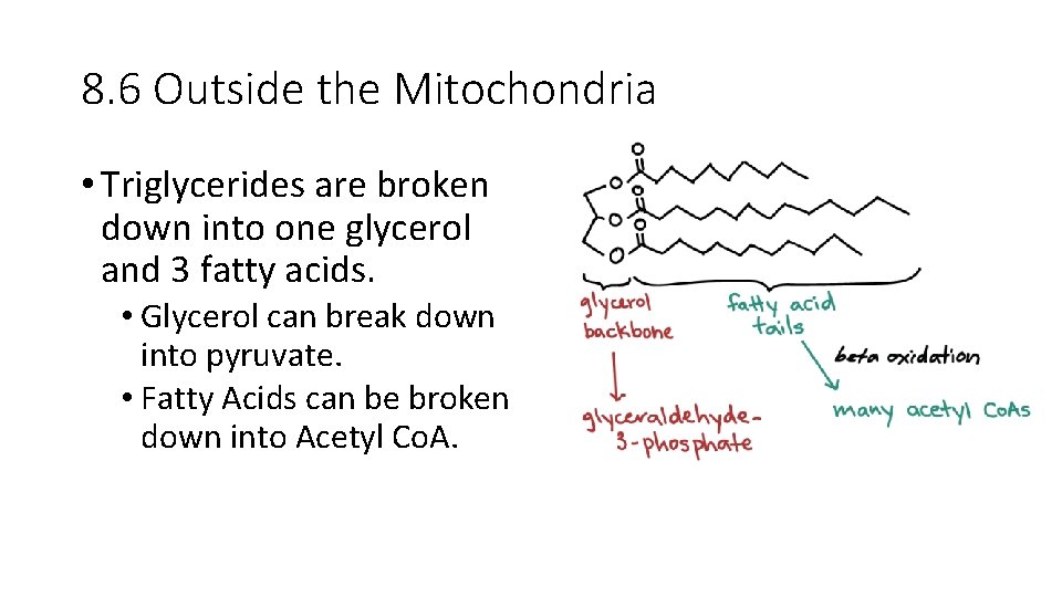 8. 6 Outside the Mitochondria • Triglycerides are broken down into one glycerol and