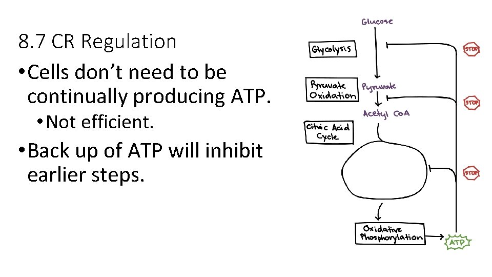 8. 7 CR Regulation • Cells don’t need to be continually producing ATP. •