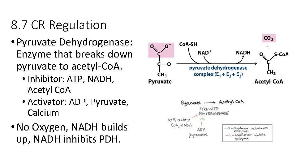 8. 7 CR Regulation • Pyruvate Dehydrogenase: Enzyme that breaks down pyruvate to acetyl-Co.