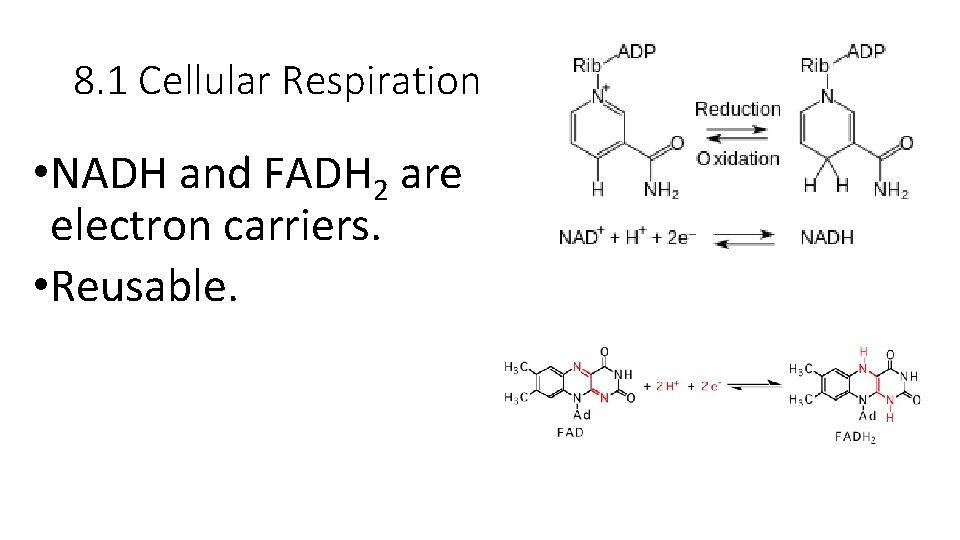 8. 1 Cellular Respiration • NADH and FADH 2 are electron carriers. • Reusable.