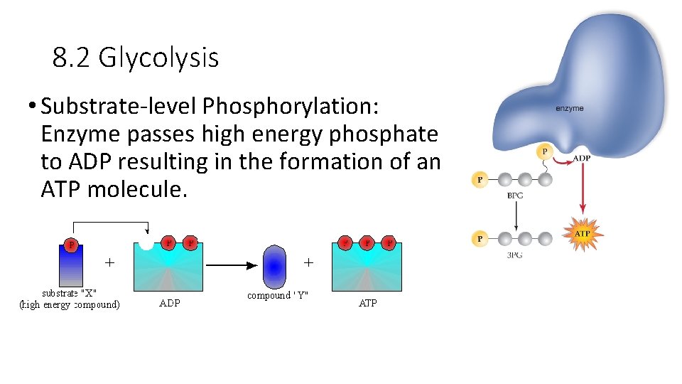8. 2 Glycolysis • Substrate-level Phosphorylation: Enzyme passes high energy phosphate to ADP resulting