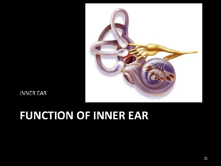 INNER EAR FUNCTION OF INNER EAR 21 