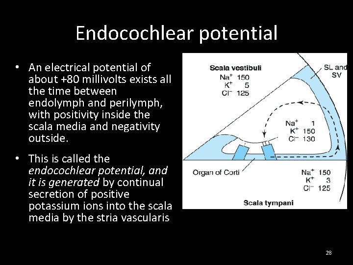 Endocochlear potential • An electrical potential of about +80 millivolts exists all the time