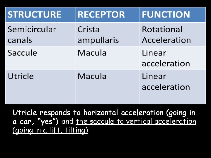 Utricle responds to horizontal acceleration (going in a car, “yes”) and the saccule to
