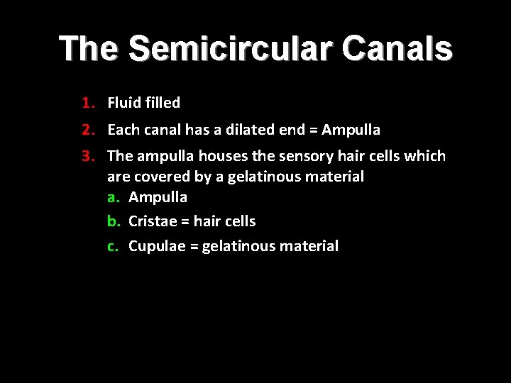 The Semicircular Canals 1. Fluid filled 2. Each canal has a dilated end =