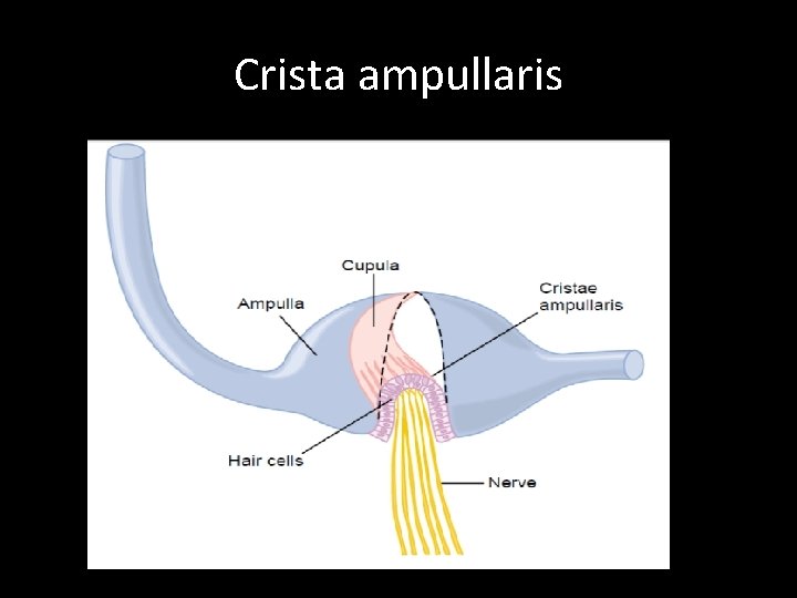 Crista ampullaris 