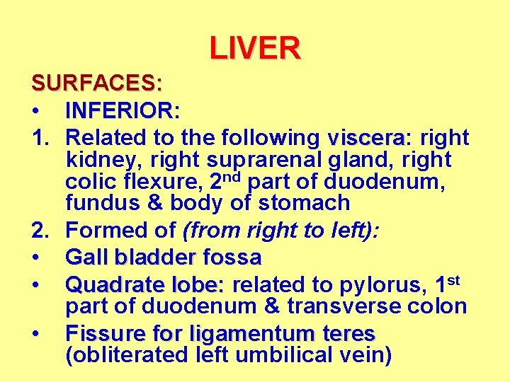LIVER SURFACES: • INFERIOR: 1. Related to the following viscera: viscera right kidney, right