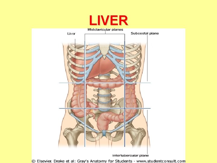 LIVER 