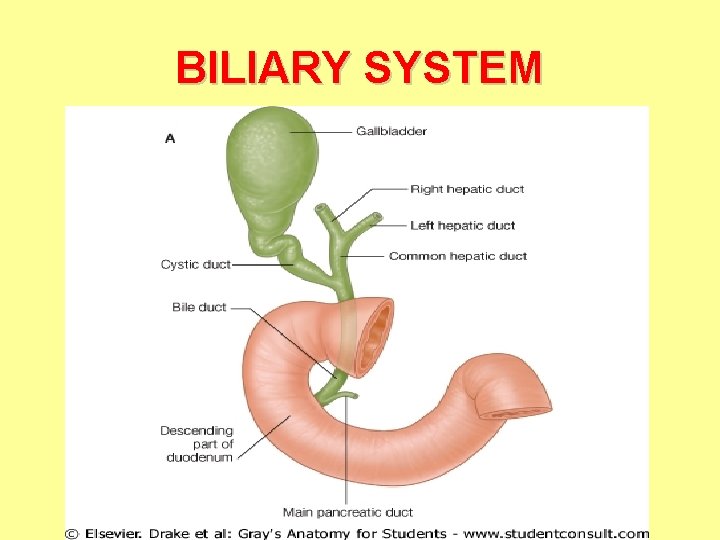 BILIARY SYSTEM 