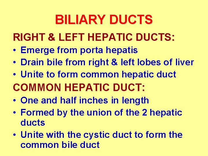 BILIARY DUCTS RIGHT & LEFT HEPATIC DUCTS: • Emerge from porta hepatis • Drain