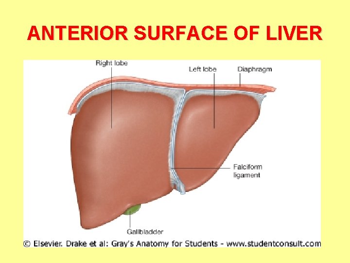 ANTERIOR SURFACE OF LIVER 