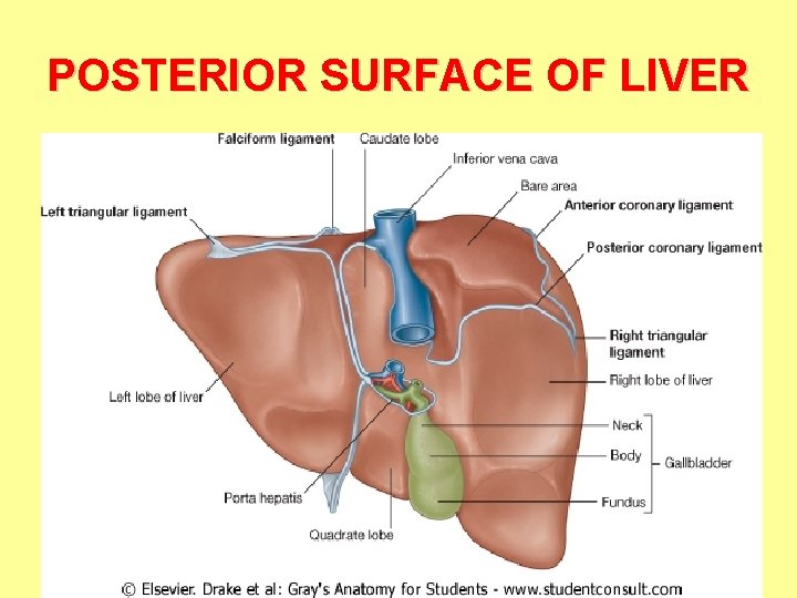 POSTERIOR SURFACE OF LIVER 