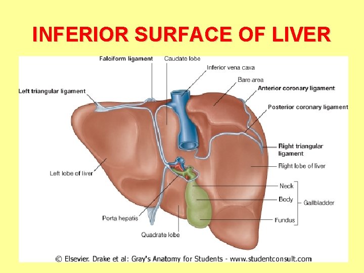 INFERIOR SURFACE OF LIVER 