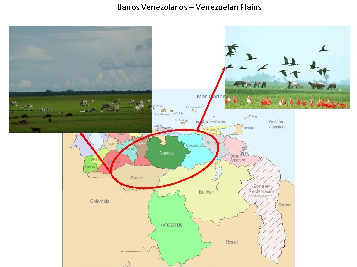 Llanos Venezolanos – Venezuelan Plains 