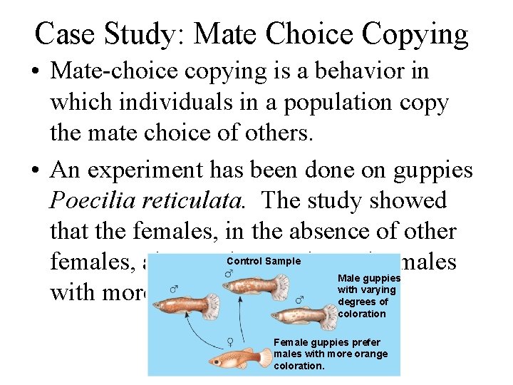 Case Study: Mate Choice Copying • Mate-choice copying is a behavior in which individuals