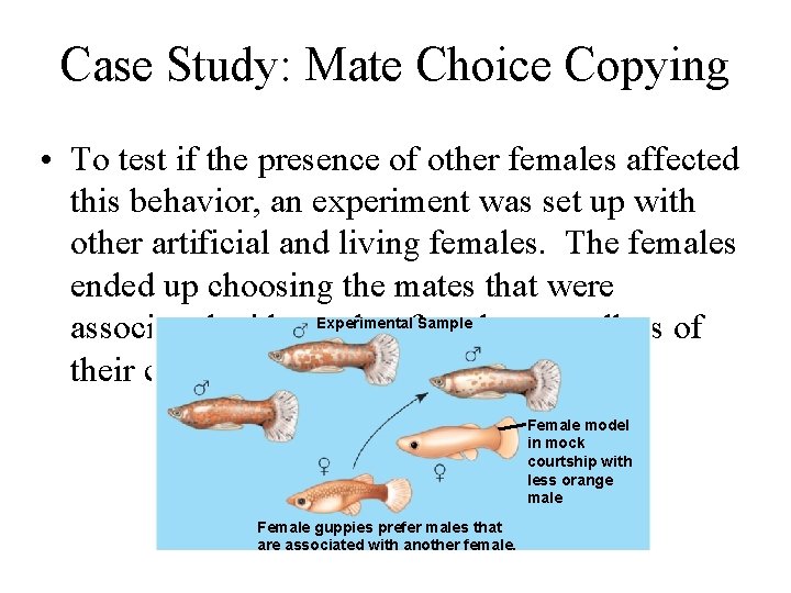 Case Study: Mate Choice Copying • To test if the presence of other females
