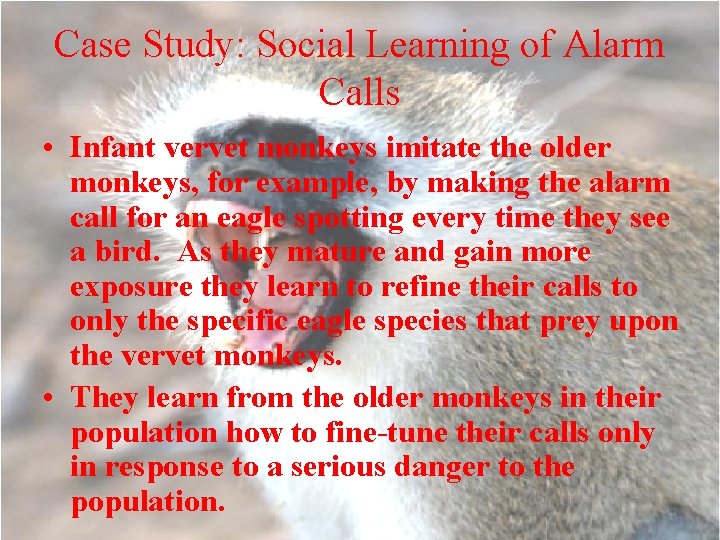 Case Study: Social Learning of Alarm Calls • Infant vervet monkeys imitate the older