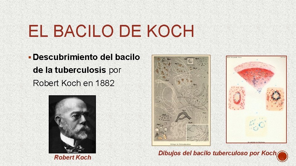 EL BACILO DE KOCH § Descubrimiento del bacilo de la tuberculosis por Robert Koch