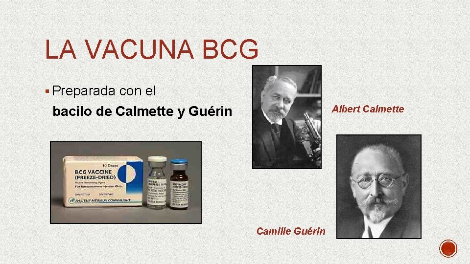 LA VACUNA BCG § Preparada con el Albert Calmette bacilo de Calmette y Guérin