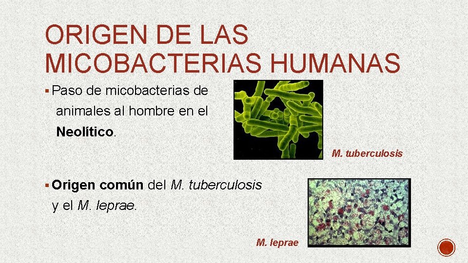 ORIGEN DE LAS MICOBACTERIAS HUMANAS § Paso de micobacterias de animales al hombre en