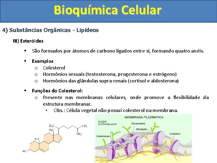 Bioquímica Celular 4) Substâncias Orgânicas - Lipídeos III) Esteróides § São formados por átomos