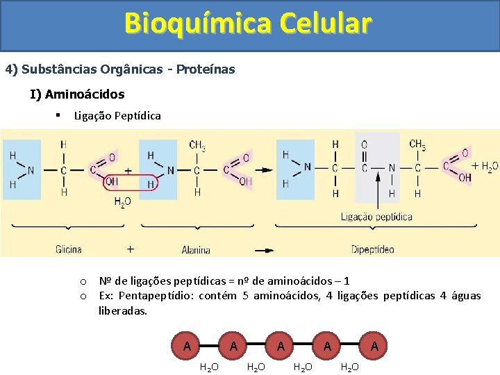 Bioquímica Celular 4) Substâncias Orgânicas - Proteínas I) Aminoácidos § Ligação Peptídica o Nº