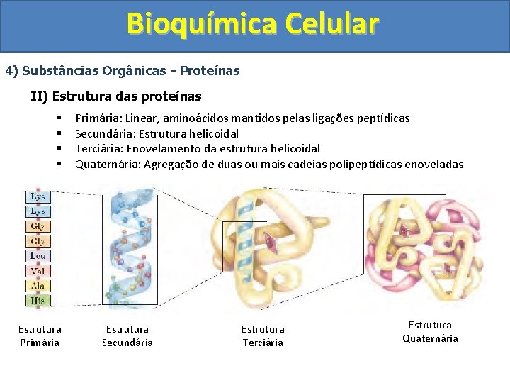 Bioquímica Celular 4) Substâncias Orgânicas - Proteínas II) Estrutura das proteínas § § Estrutura