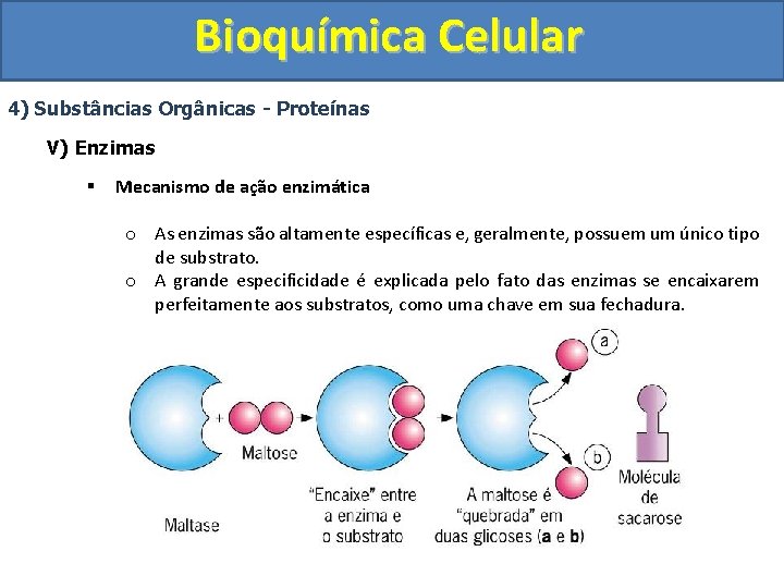 Bioquímica Celular 4) Substâncias Orgânicas - Proteínas V) Enzimas § Mecanismo de ação enzimática