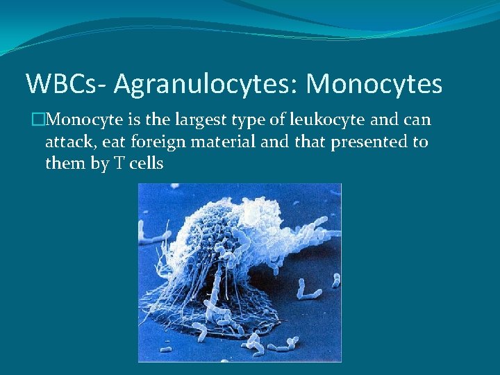 WBCs- Agranulocytes: Monocytes �Monocyte is the largest type of leukocyte and can attack, eat
