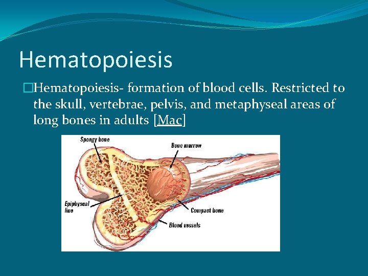 Hematopoiesis �Hematopoiesis- formation of blood cells. Restricted to the skull, vertebrae, pelvis, and metaphyseal